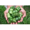 Omega 3/Oil/Green Nut Oil/Incine Oil: Incine Oil, 6.3 oz (180
