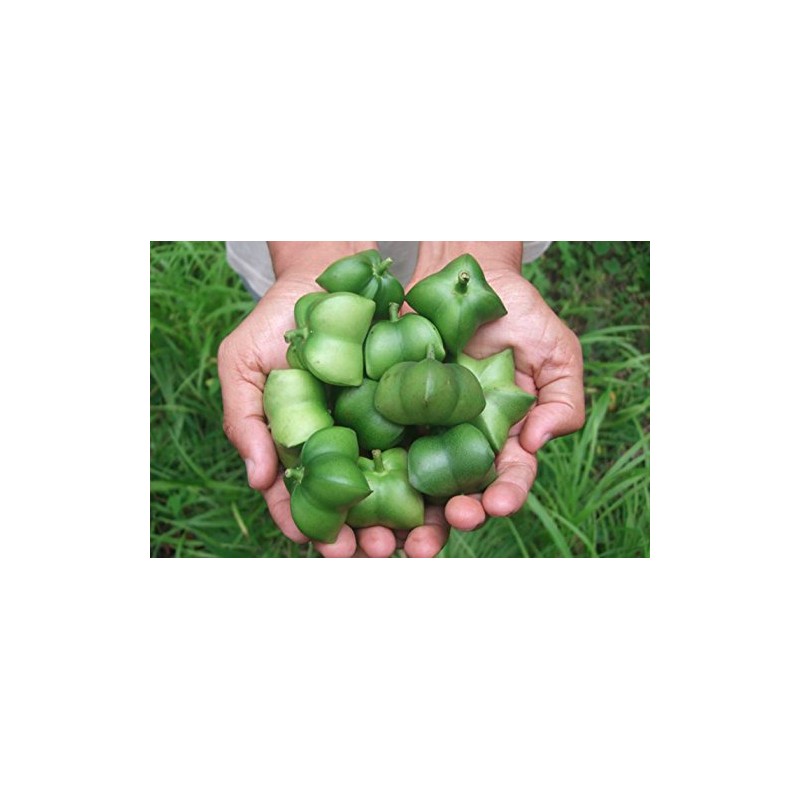 Omega 3/Oil/Green Nut Oil/Incine Oil: Incine Oil, 6.3 oz (180