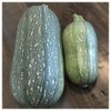 Everwilde Farms - 1/4 Lb Gray Zucchini Summer Squash Seeds - Gold Vault