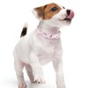 Faygarsle Pink Floral Dog Collar with Roses Pattern, Spring Summer