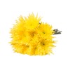 Farm Fresh Natural Yellow Spider Mums - Yellow - 60