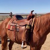 Sosation Saddle Water Bottle Holder with Pocket Horse Saddlebag,Brindle