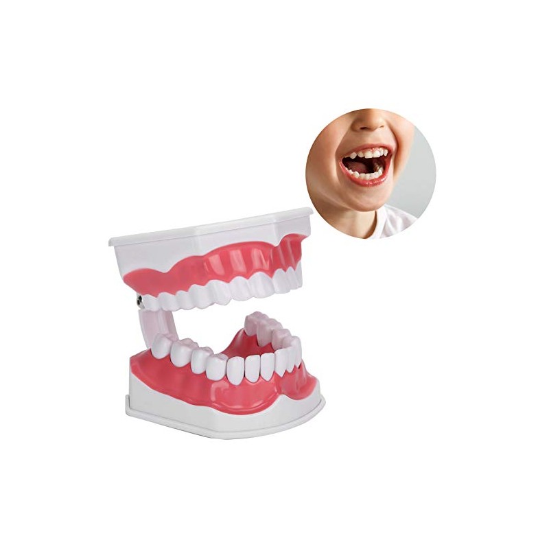 Modelo de Dientes de Enseñanza Modelo de Dientes Estándar con