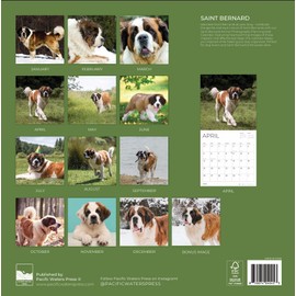 2026 Wall Calendar 12 Month | 12" x 24" Open | Dog Photography Thick & Sturdy Paper for Organizing & Planning | Office Kitchen Decor or Gift | Pacific Waters Press (Saint Bernard)