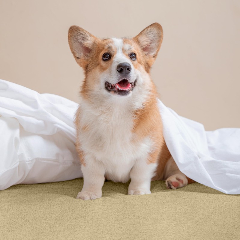 Utopia Bedding Mattress Protector, 160 x 200 x 30 cm,