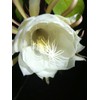 QUEEN OF THE NIGHT - NIGHT BLOOMING CEREUS - WHITE