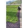 High Mountain Oolong Tea 125g Rare Popular High-altitude Pollution-free Premium