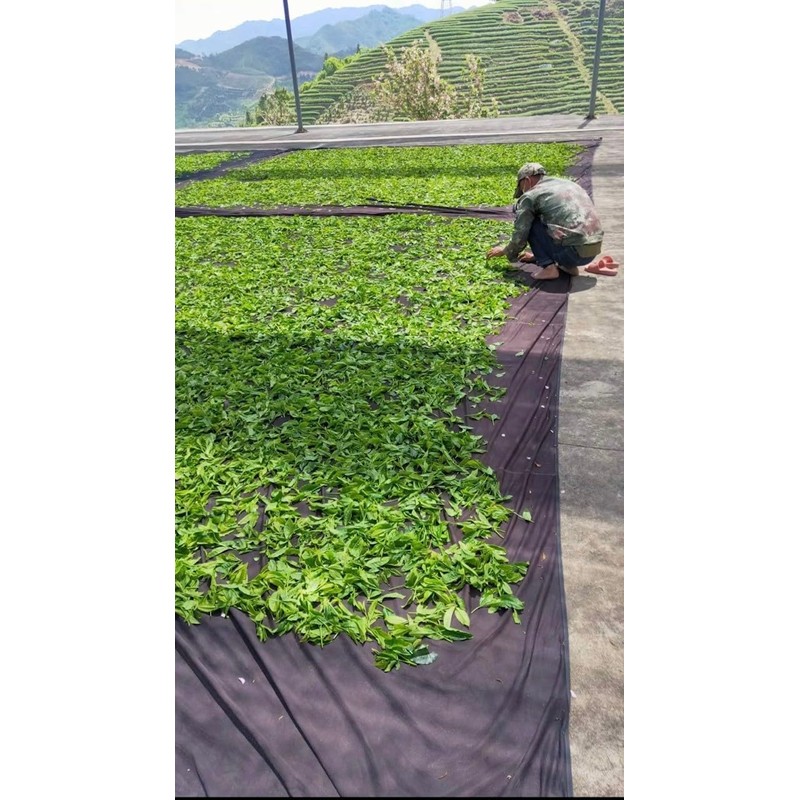 High Mountain Oolong Tea 125g Rare Popular High-altitude Pollution-free Premium