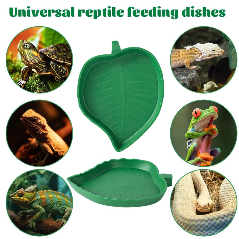 Reptile Bowls Flat Lizard Hamster Snake Accessories for Turtle Two