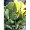 Cactus 3 Hardy Opuntia Microdasys Cactus Succulent Bunny Ears Cutting
