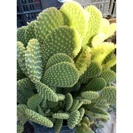 Cactus 3 Hardy Opuntia Microdasys Cactus Succulent Bunny Ears Cutting No Roots Or Soil