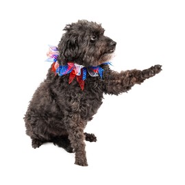 Midlee Small Patriotic Dots 4th of July Dog Collar