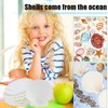 Giilayky 15 PCS Natural Sea Shell Large White, 4-4.7 Inch