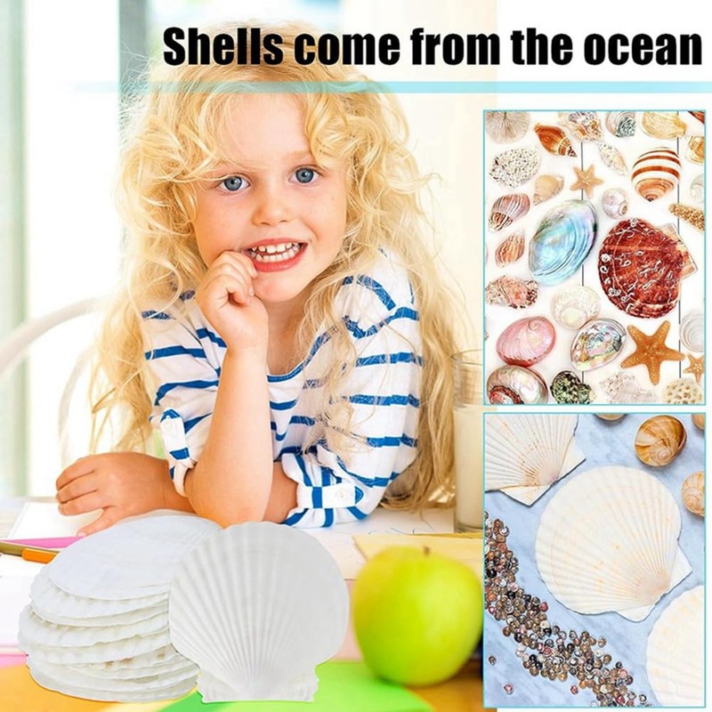 Giilayky 15 PCS Natural Sea Shell Large White, 4-4.7 Inch