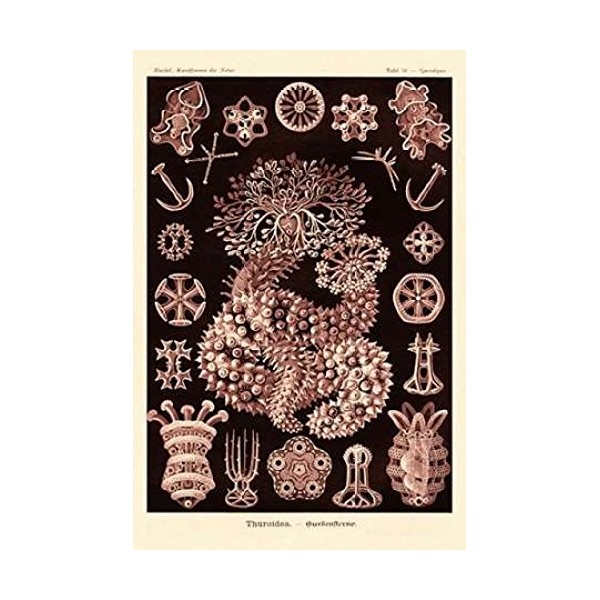 Haeckel Nature Illustrations Sea Cucumbers- Rose Tint Poster Print by
