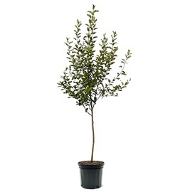 Pink Lady Apple Tree, Premier Size, Fruits 2 Years Faster, Largest Deliverable Size, 7 gal. Nursery Pot (Due to Agricultural Laws, we Cannot Ship to CA, AZ, AK, or HI)