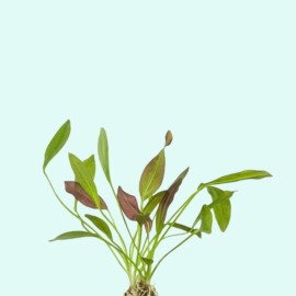 Melon Sword (Echinodorus Osiris) Medium