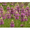 1000 Lemon Mint Seeds Garden Herb Monarda citriodora