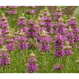 1000 Lemon Mint Seeds Garden Herb Monarda citriodora