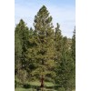 The Jonsteen Company Ponderosa Pine | Tree Seed Grow Kit
