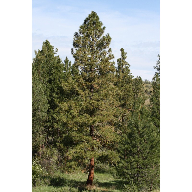 The Jonsteen Company Ponderosa Pine | Tree Seed Grow Kit
