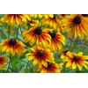 Black-Eyed Susan Vine Seeds, Includes 100 Seeds in a Pack