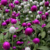 Outsidepride Salmon Gomphrena Seeds - 2000 Pcs Annual, Heat &