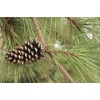 Slash Pine Tree | 3 Live Plants | Pinus Elliottii