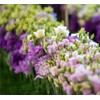 Fresh 100pcs Mixed Eustoma Flower Seeds for Planting, Easy-to-Grow Lisianthus