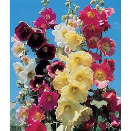 Hollyhock Seeds for Planting, Mixed Colors - 400+ Seeds - Long Blooming Period in All Zones