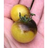 Amethyst Cream Blushing Cherry Tomato Premium Seeds for Planting Packet