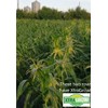 XtraGrow Plant Food