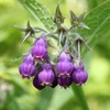 Outsidepride Comfrey Herb Seeds - 200 Seeds