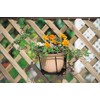 Takasho Plant Holder Single (Large) NPM-PH5L Width 8.7 inches x