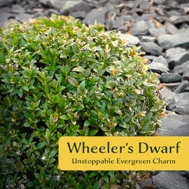 6 Wheeler’s Dwarf Shrubs | Live Plants in 2.5-inch Nursery Cubes | Pittosporum Tobira Variety | Hardy Drought-Tolerant Evergreen | Compact Hedges and Bushes for Home and Garden Landscaping