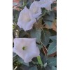 Home Grown 150÷160 Seeds. Datura Stramonium, Jimson Weed, Thorn Apple,Devil's