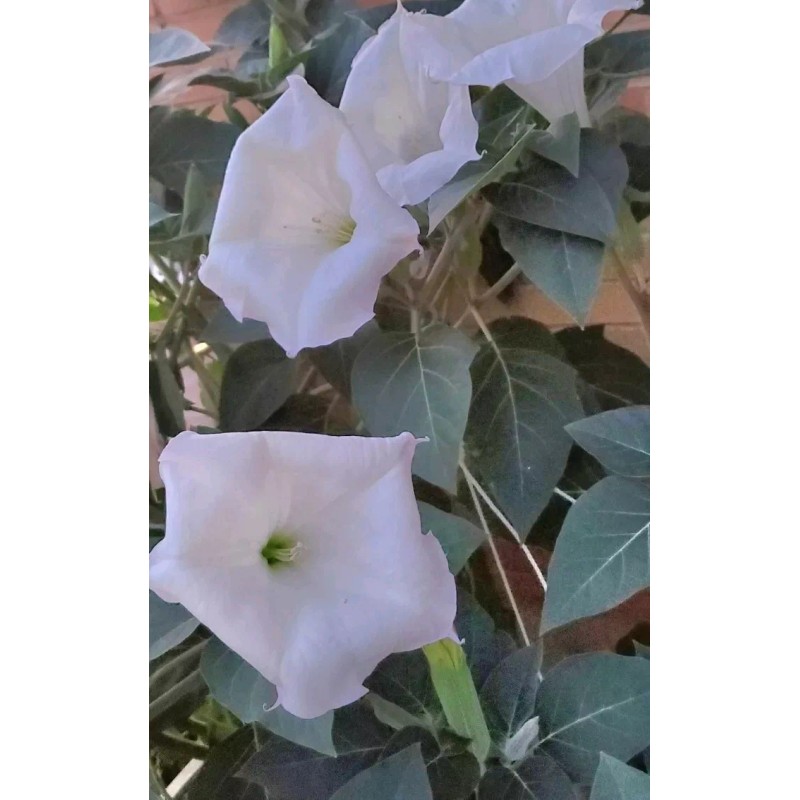 Home Grown 150÷160 Seeds. Datura Stramonium, Jimson Weed, Thorn Apple,Devil's