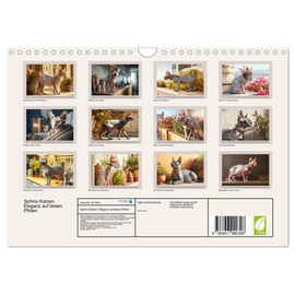 Sphinx Katzen. Eleganz auf leisen Pfoten (Wandkalender 2026 DIN A4 quer), CALVENDO Monatskalender