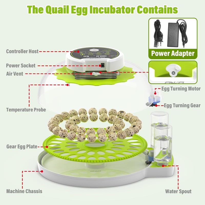 Quail Egg Incubator for Hatching 40 Quail Eggs with Automatic