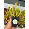 Sarracenia 'Bug Bat' - Red‑Hooded Carnivorous Pitcher Plant- Sarracenia Hybrid -