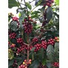 Stoneleigh Coffee – Premium 100 Grade A Jamaica Blue Mountain