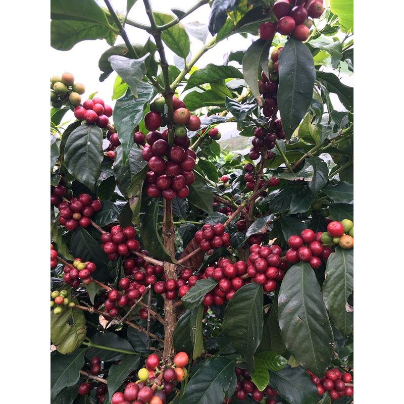 Stoneleigh Coffee – Premium 100 Grade A Jamaica Blue Mountain