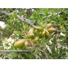 Rose de Marrakesh Argan Oil 1.0 fl oz (30 ml)