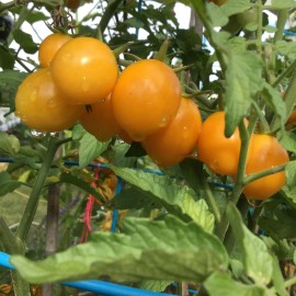 Own Organiacally Farm Grown *2024 ORGANIC "MY" SUGAR SUN CHERRY TOMATO 15 SEEDS SWEET TOMATO SUMMER 2024*