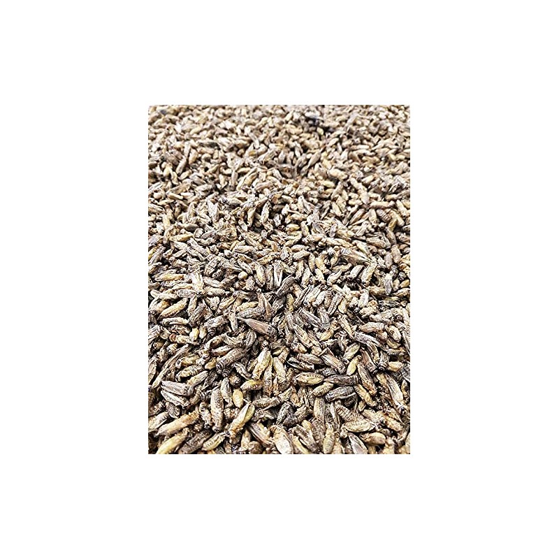 XL Whole Roasted Crickets 250g | Unseasoned and Ready to