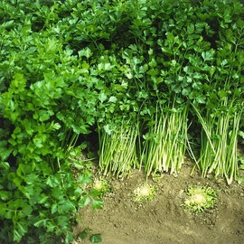 Cutting Celery (Apium graveolens) Vegetable Seeds, Fast Growing, Rich in Nutrients, Cut-and-Come-Again, Seeds by MySeeds.Co, You Choose The Amount (1 oz)