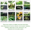 Classic Cucumber Collection Variety 8-Pack Home Garden Starter Kit by