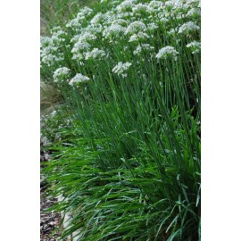 Garlic Chives 30+ Live Plant Bare Root Hardy Perennial Herb Organic NON-GMO