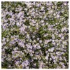 Everwilde Farms - 2000 Bigelow's Aster Native Wildflower Seeds -