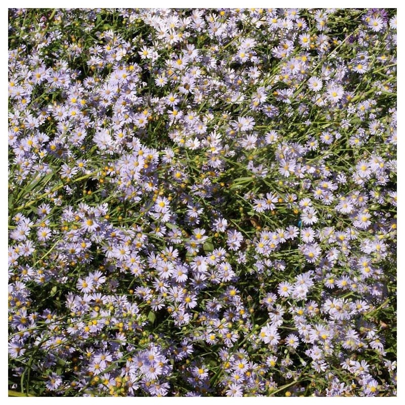 Everwilde Farms - 2000 Bigelow's Aster Native Wildflower Seeds -